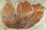 Fossil Sycamore Leaf (Macginitiea) - Montana #262763-2